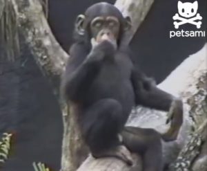一瞬で笑える チンパンジーの子供が自分の お尻の臭さ に驚いて木から落ちる動画